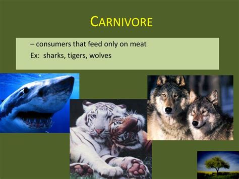 Carnivores Around The World 2025 𝚆𝚊𝚝𝚌𝚑 Online With Family
